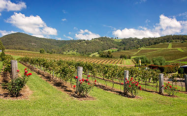 Vineyards in the Hunter Valley in New South Wales, Australia